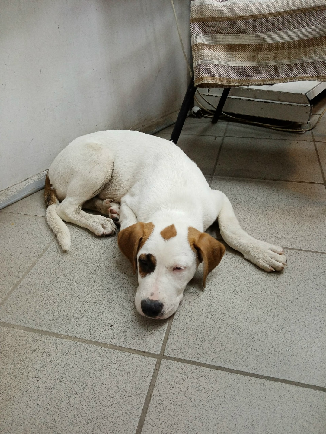 Найдена собака в Воронеже — фото объявления