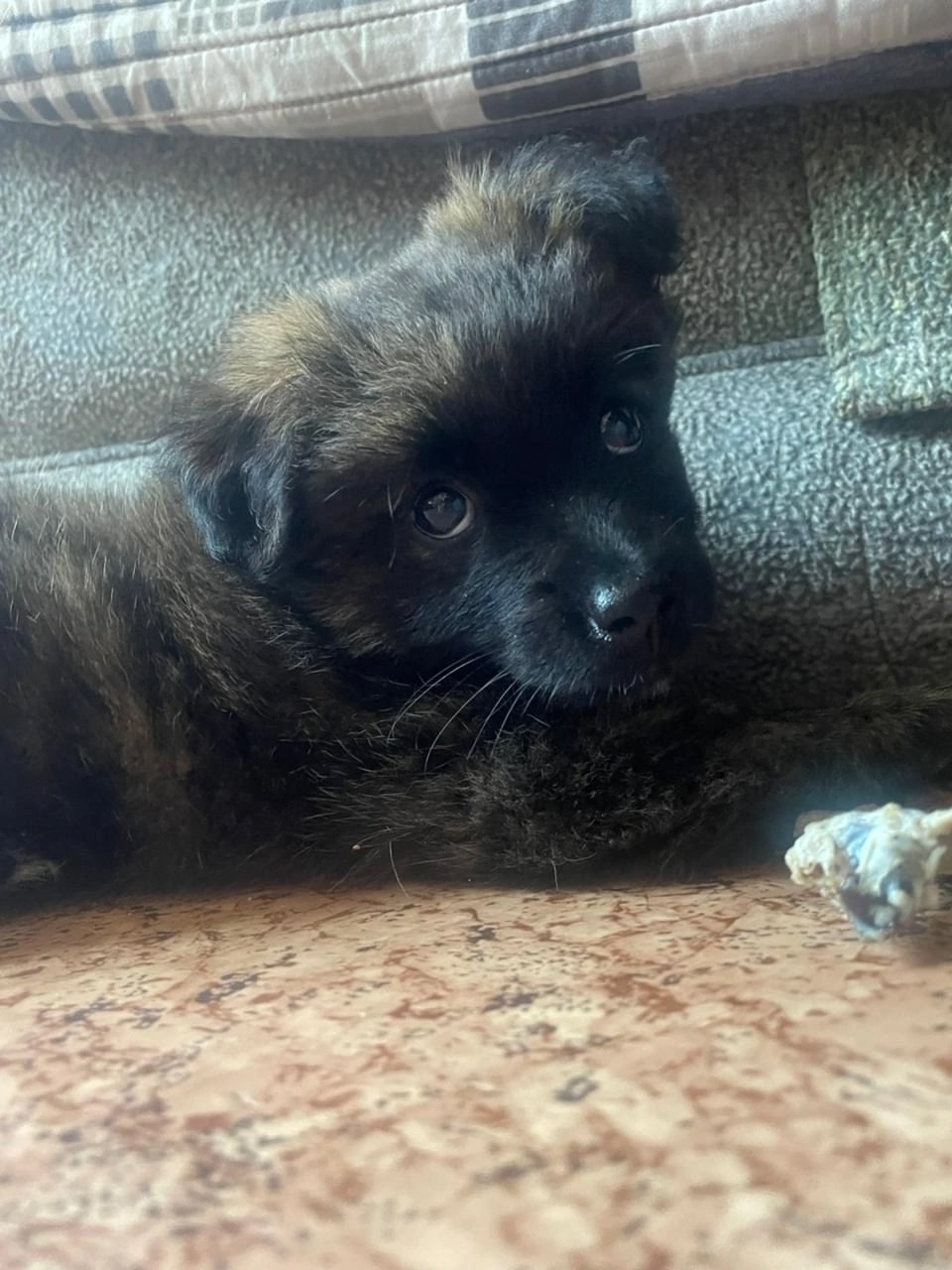 Найдена собака в Воронеже — фото объявления