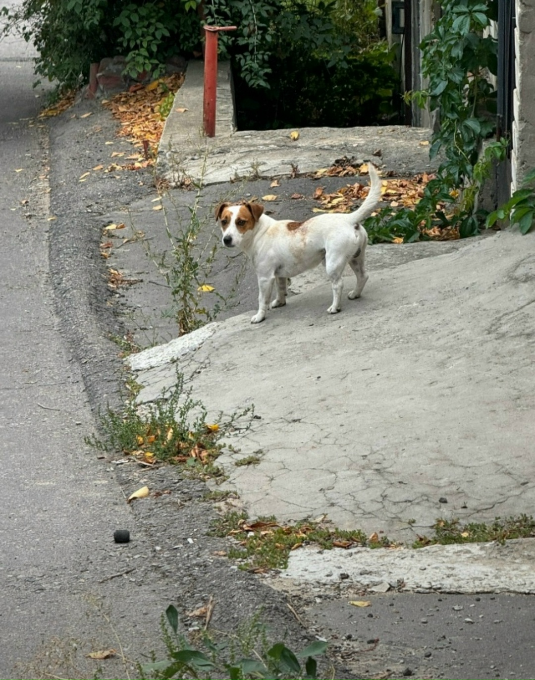 Найдена собака в Воронеже — фото объявления