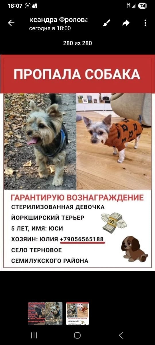 Пропала собака в Воронеже — фото объявления