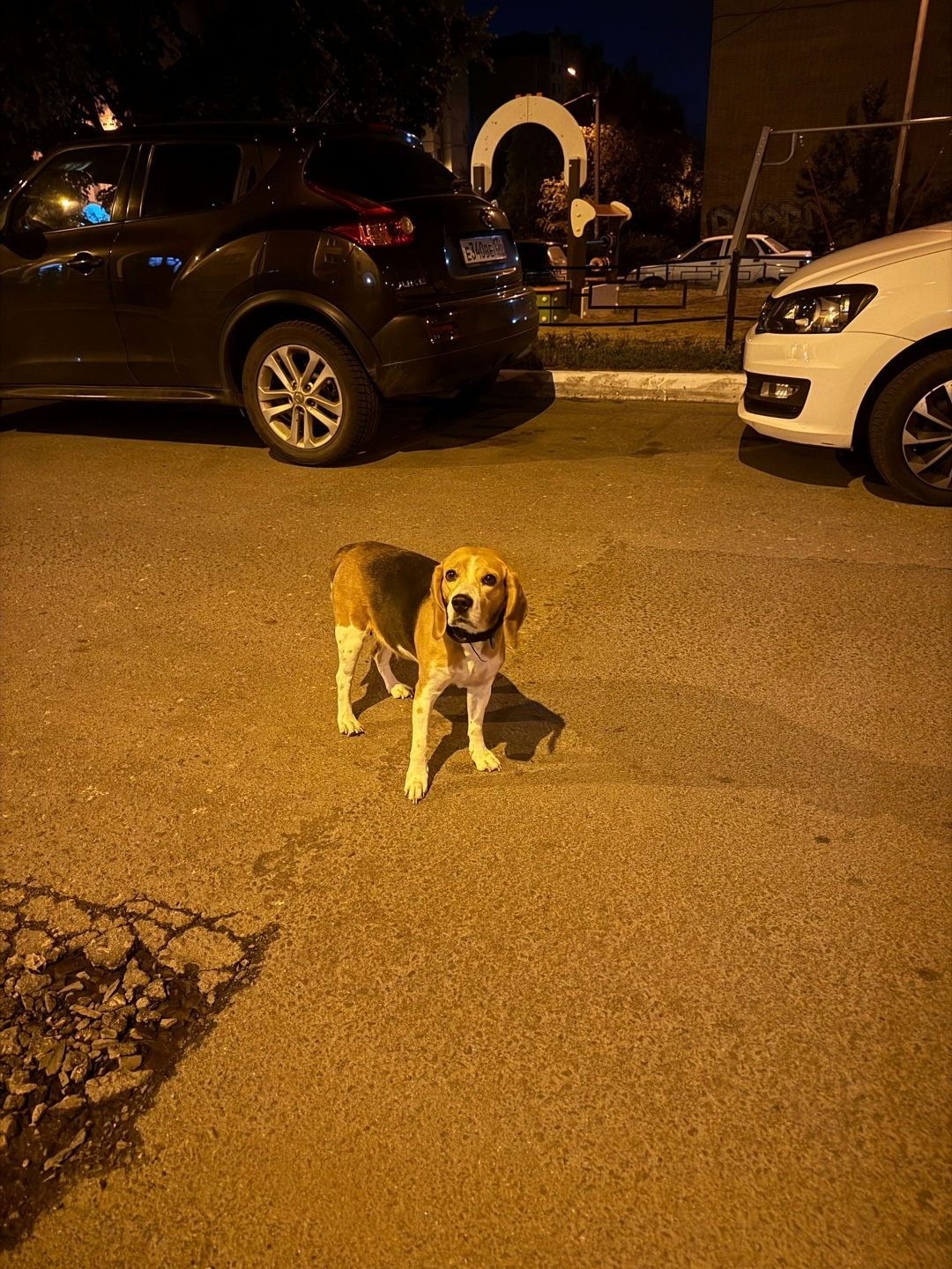 Найдена собака в Воронеже — фото объявления