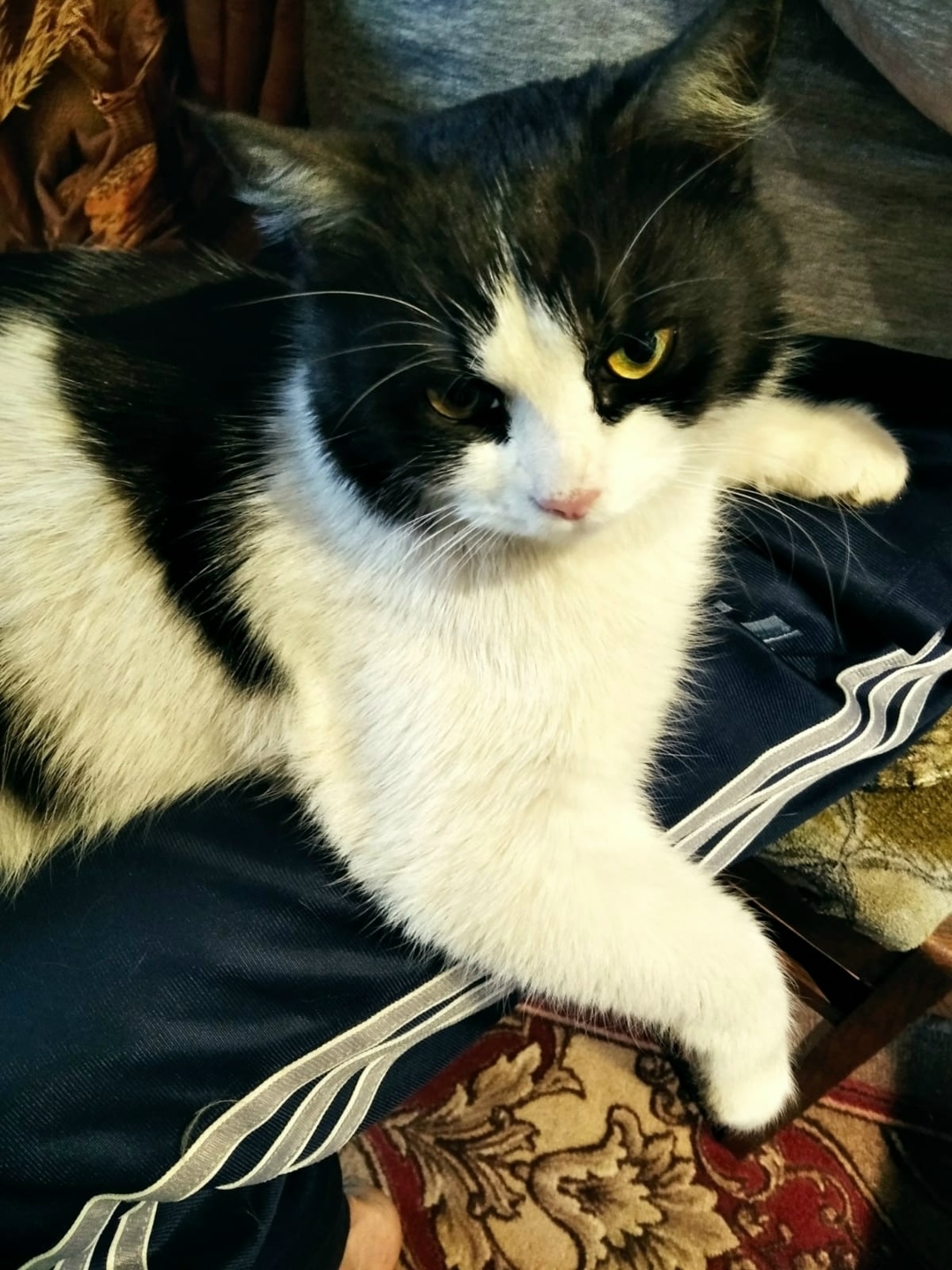 Пропала кошка в Воронеже — фото объявления