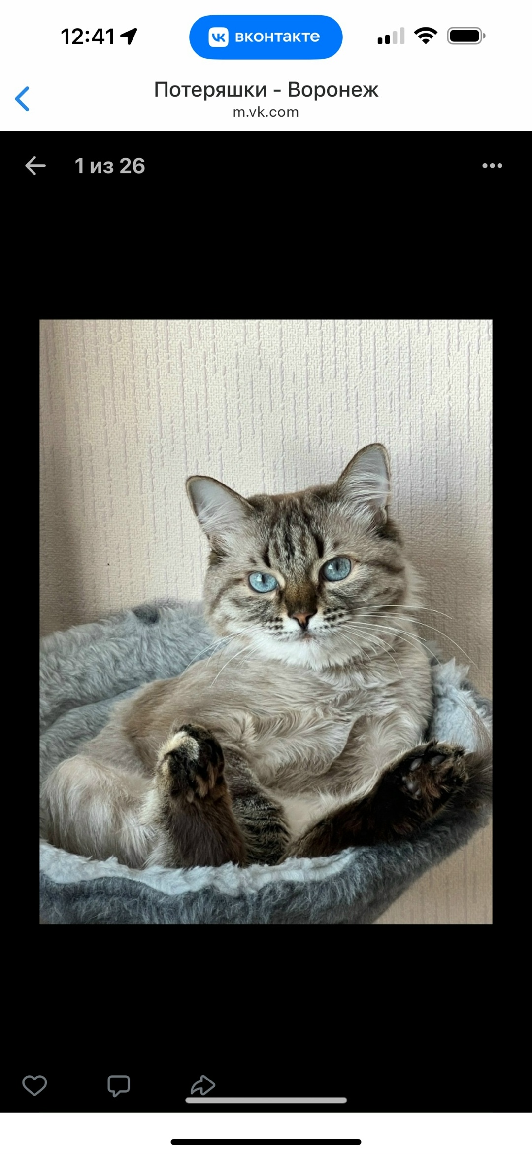 Пропала кошка в Воронеже — фото объявления
