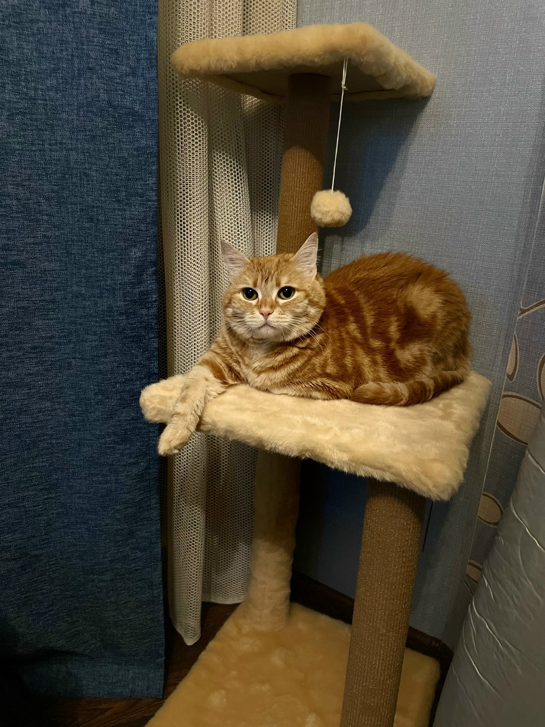 Пропала кошка в Воронеже — фото объявления