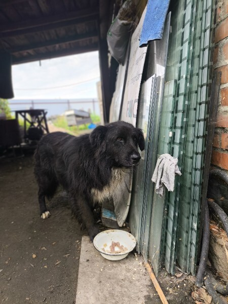 Пропала собака в Омске — фото объявления