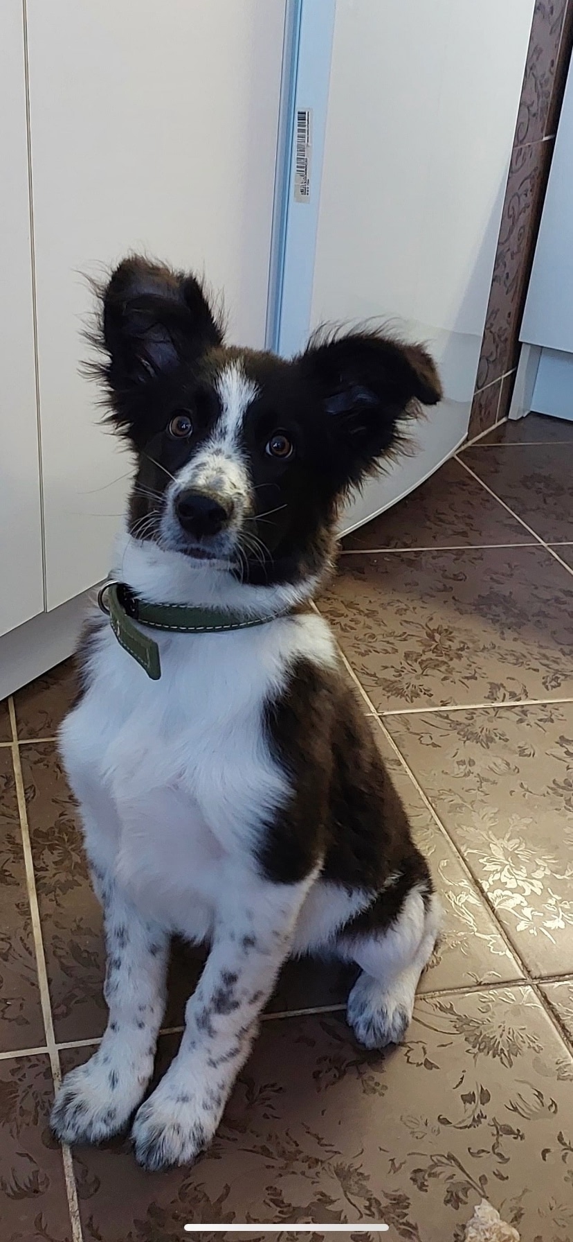 Найдена собака в Омске — фото объявления