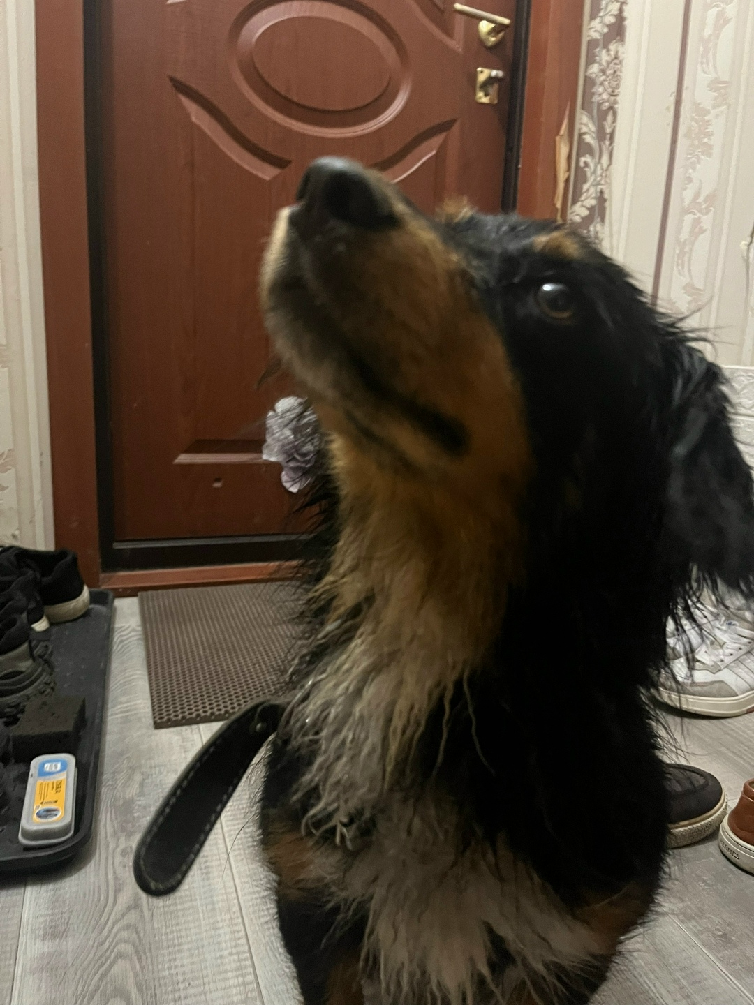 Найдена собака в Омске — фото объявления