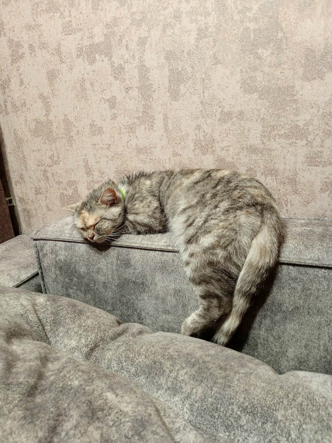 Пропала кошка в Омске — фото объявления