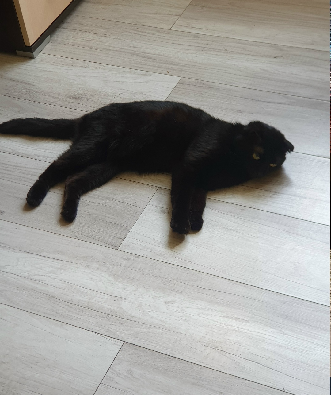 Пропала кошка в Омске — фото объявления