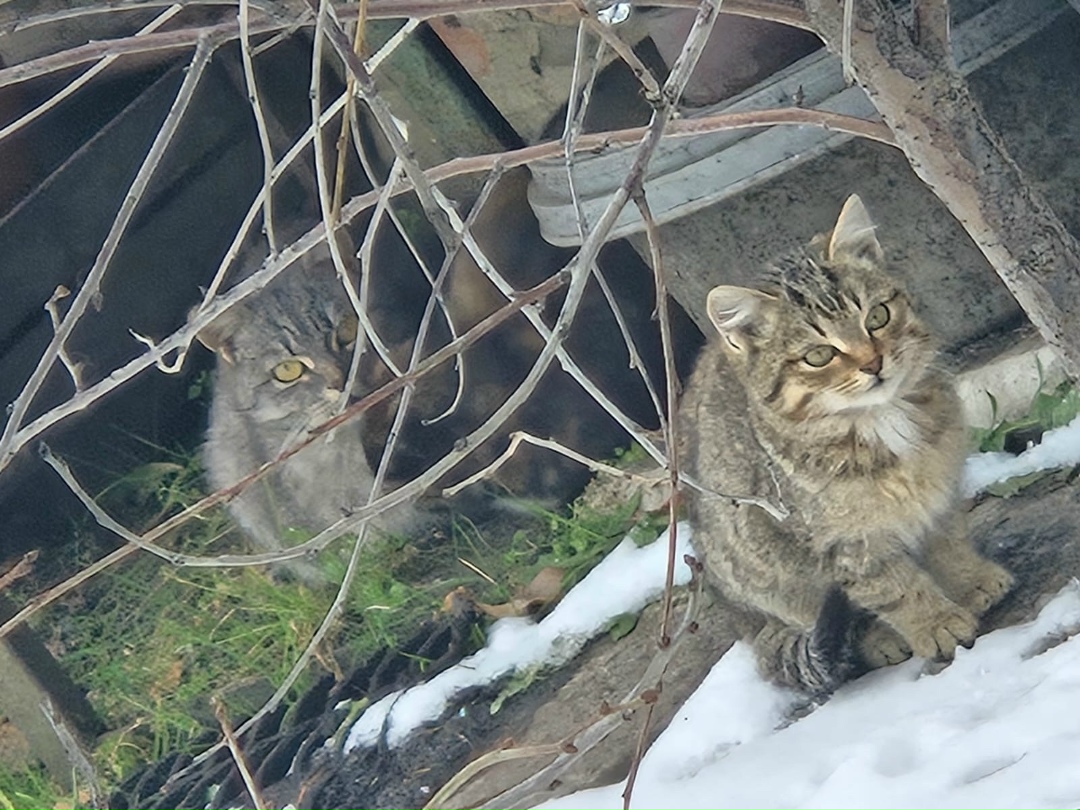 Найдена кошка в Омске — фото объявления