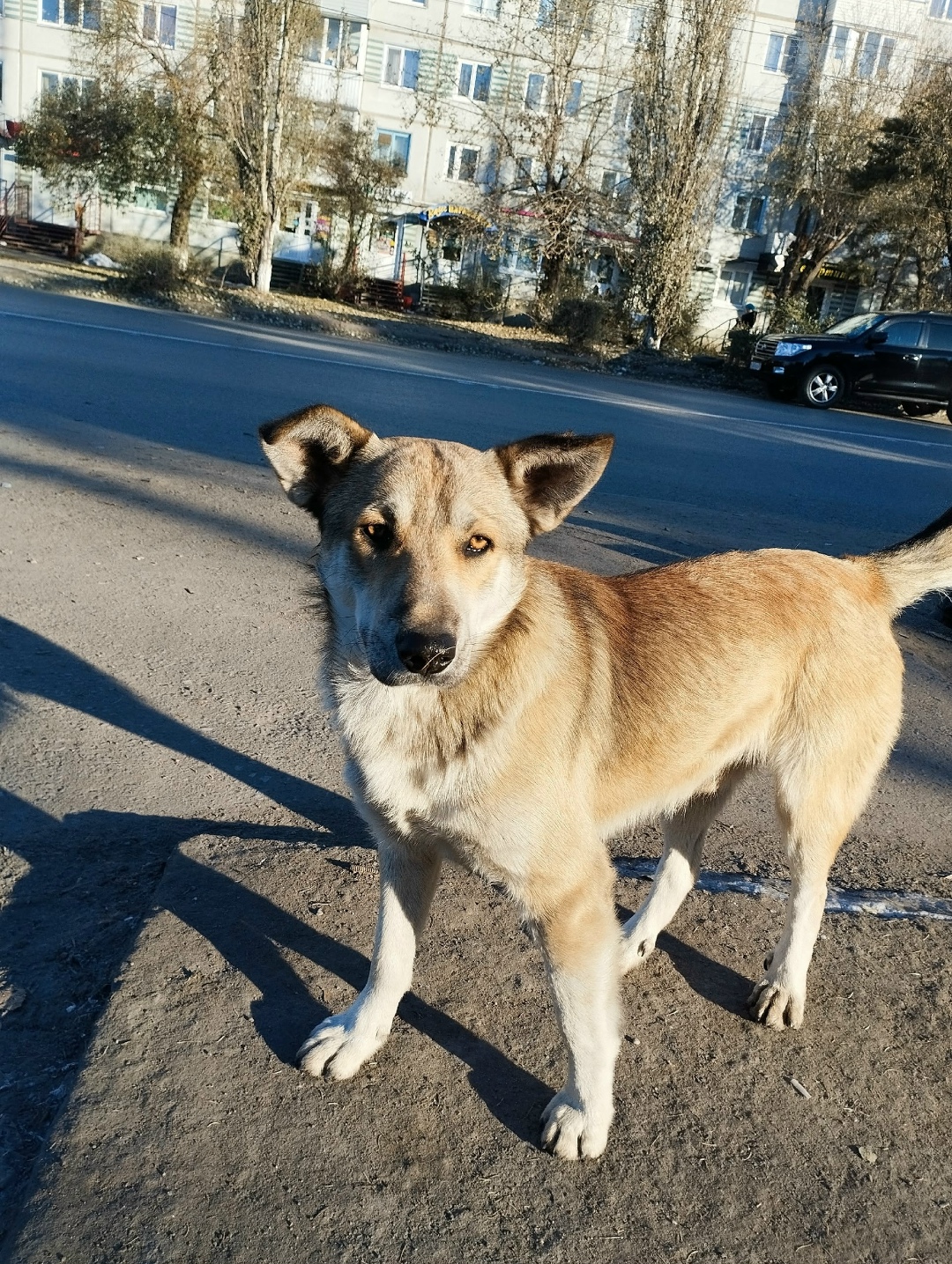 Пропала собака в Омске — фото объявления