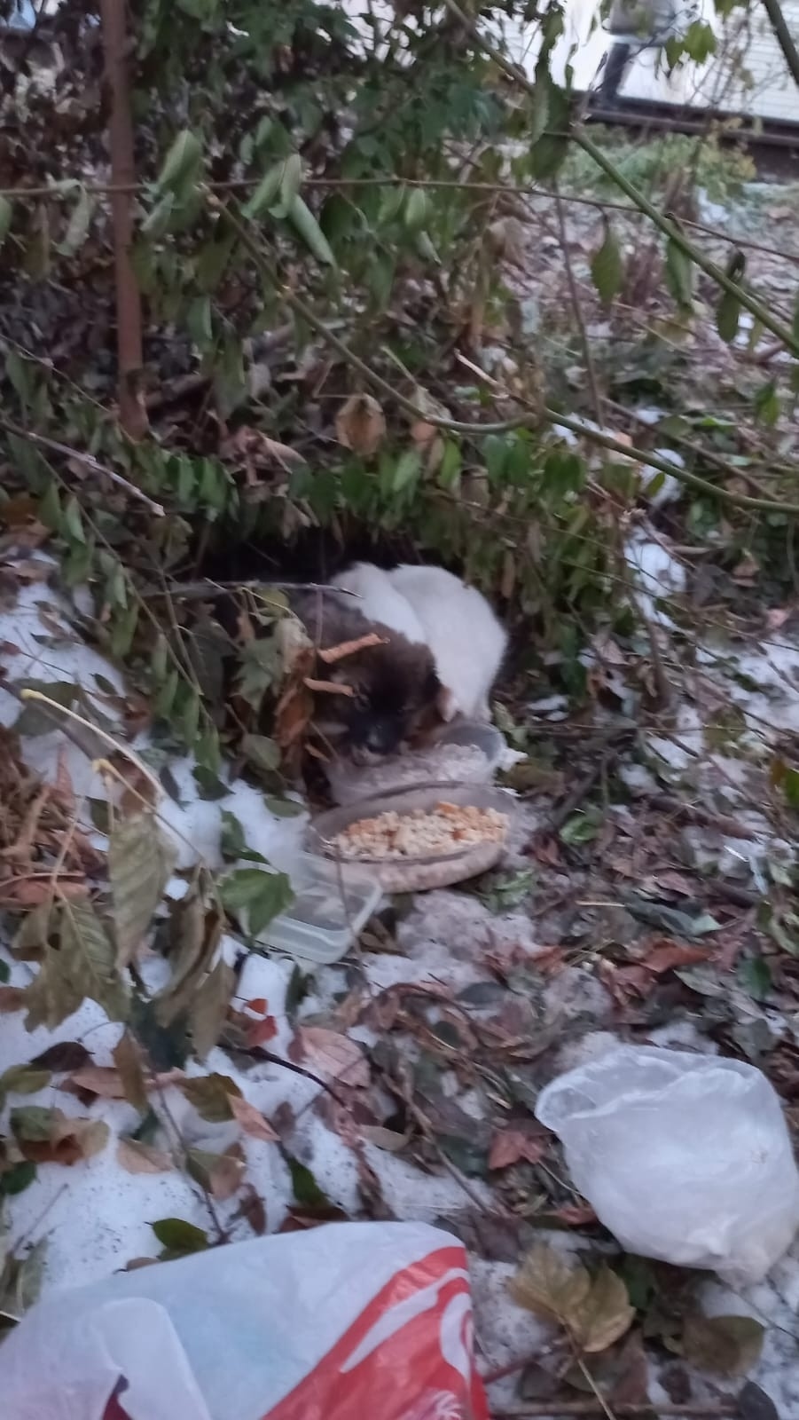 Найдена собака в Омске — фото объявления