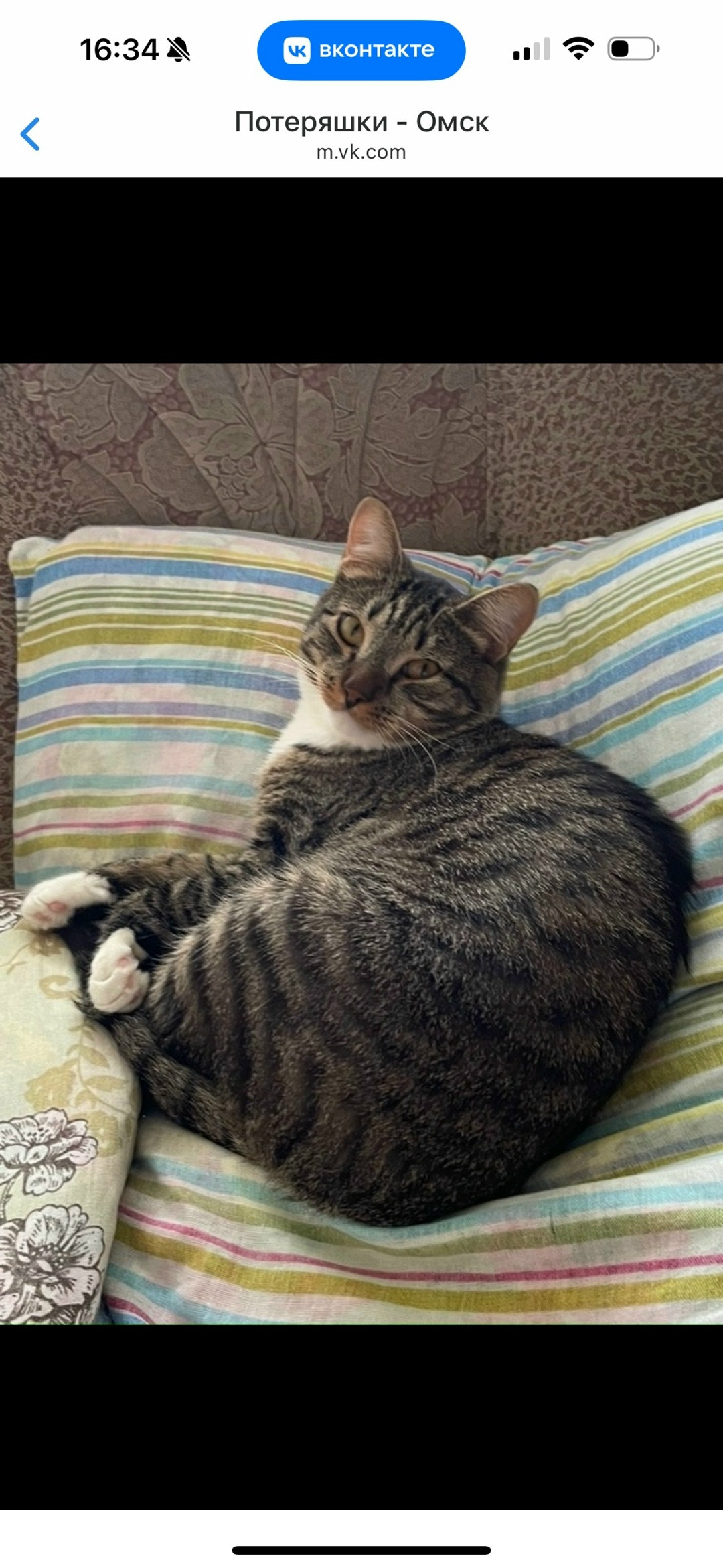 Пропала кошка в Омске — фото объявления