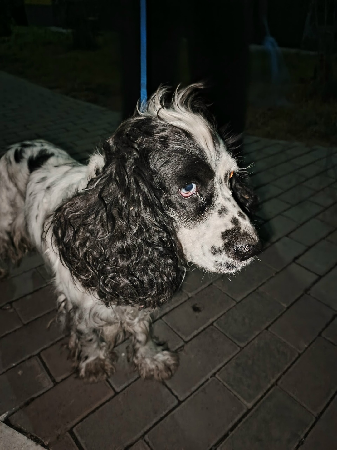 Пропала собака в Омске — фото объявления