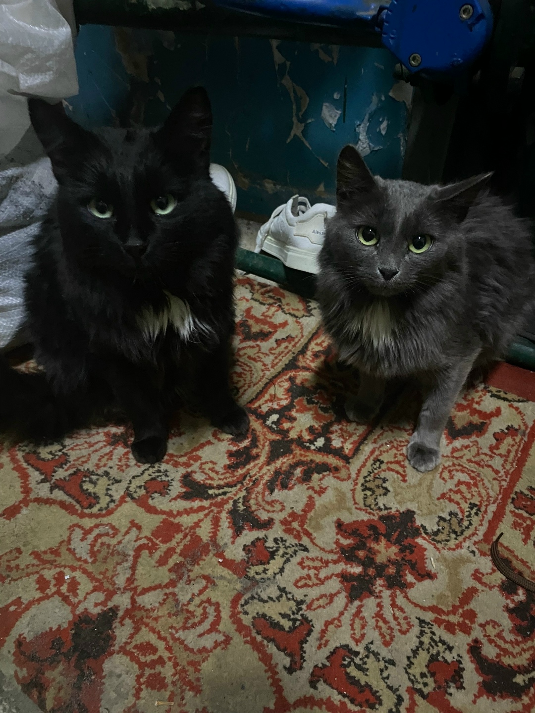 Найдена кошка в Омске — фото объявления