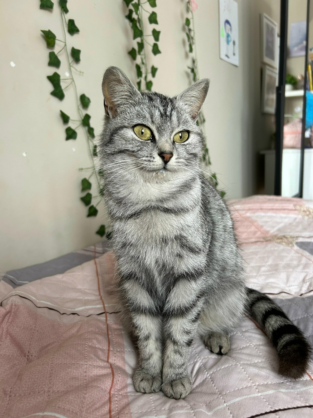 Найдена кошка в Омске — фото объявления