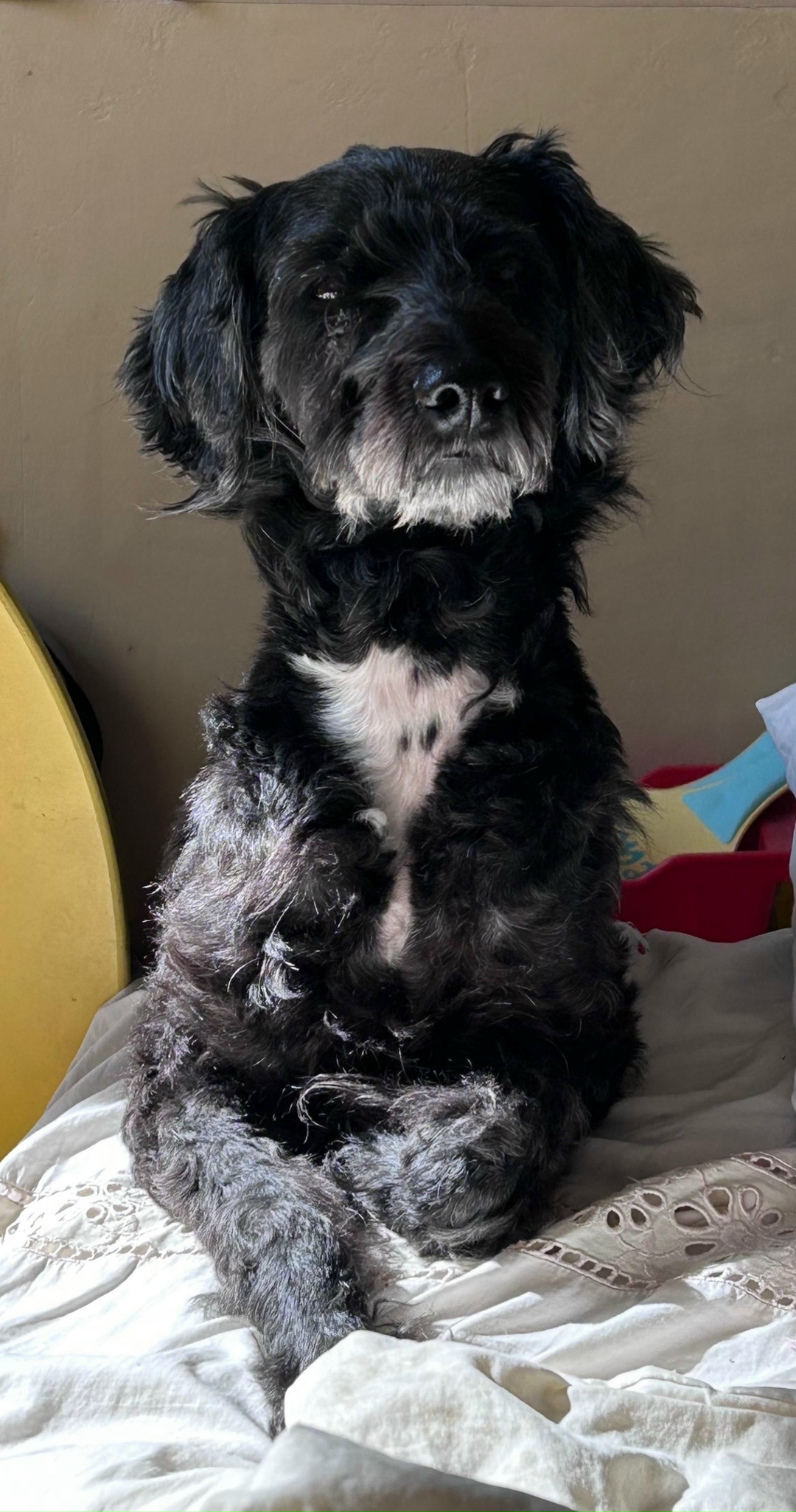 Пропала собака в Омске — фото объявления