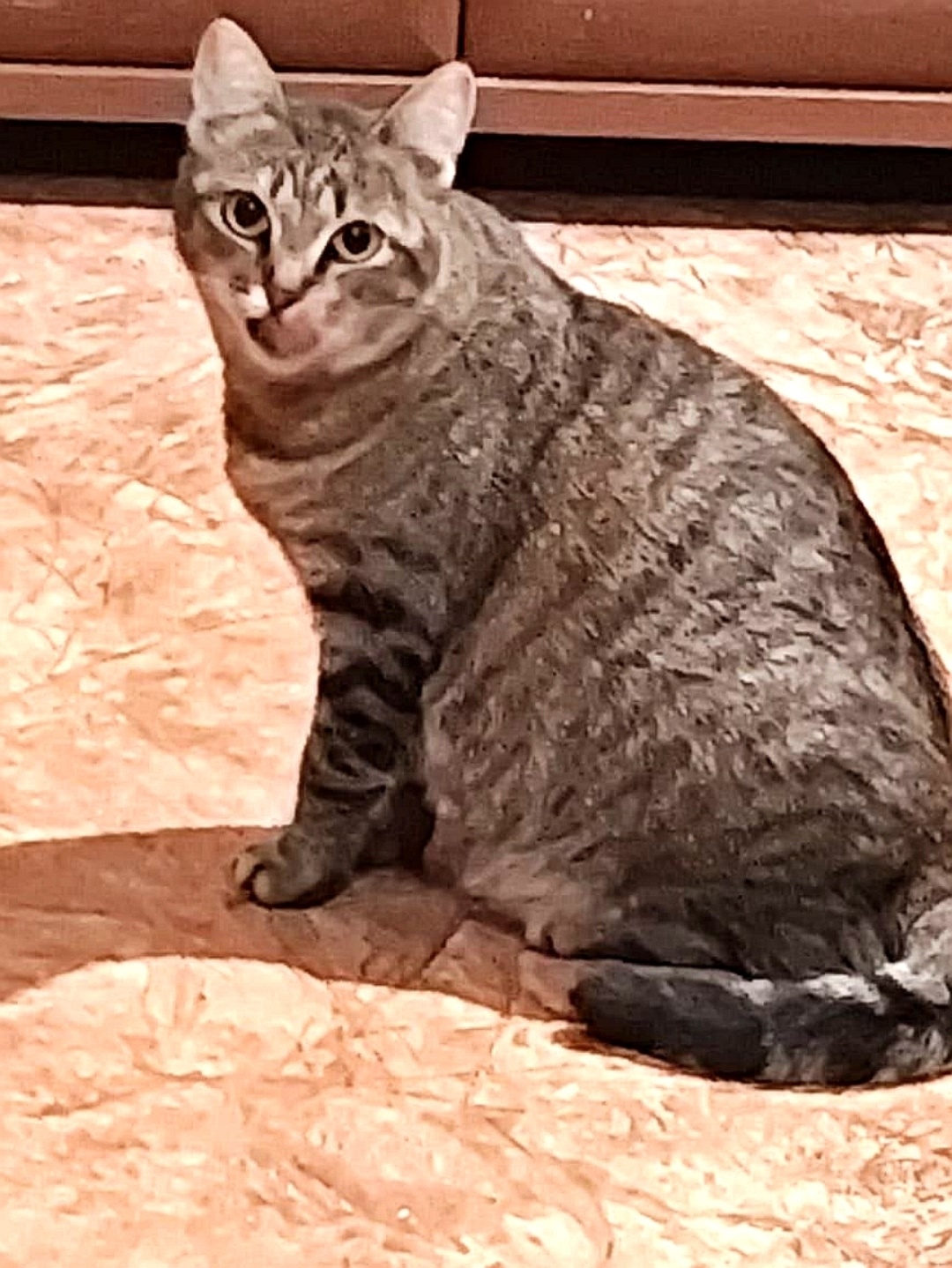 Найдена кошка в Омске — фото объявления