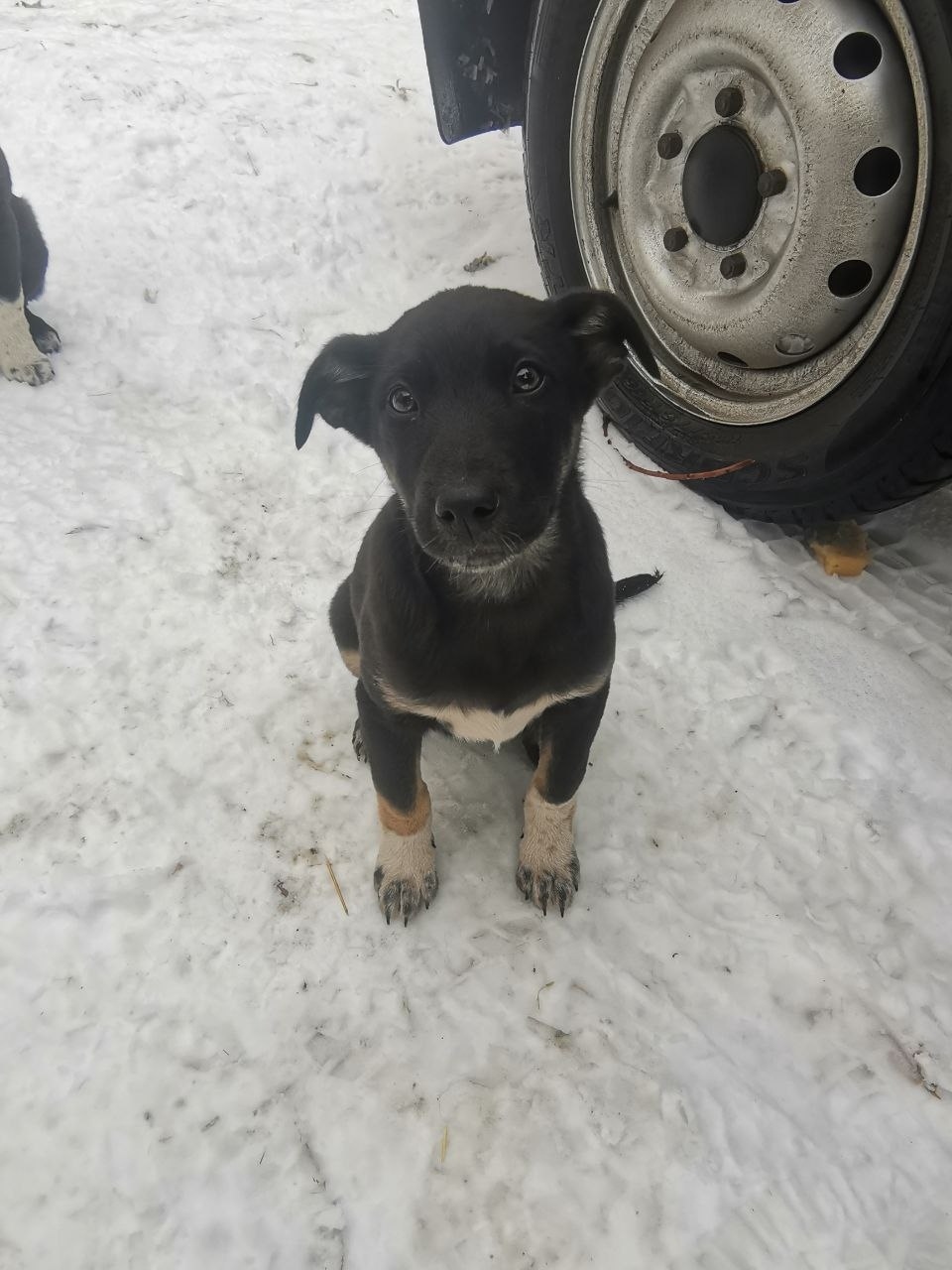 Пропала собака в Омске — фото объявления