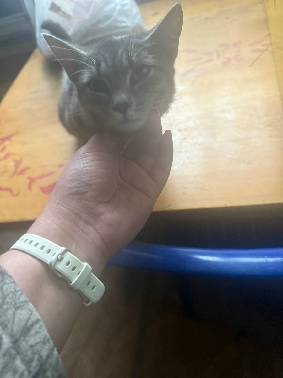 Найдена кошка в Омске — фото объявления