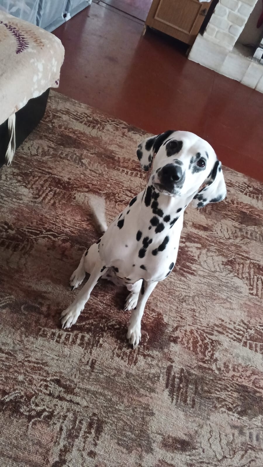 Пропала собака в Омске — фото объявления