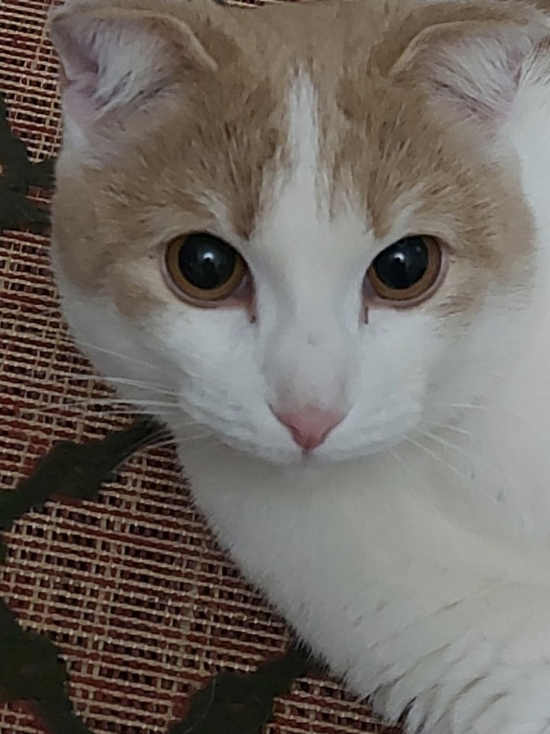 Найдена кошка в Омске — фото объявления