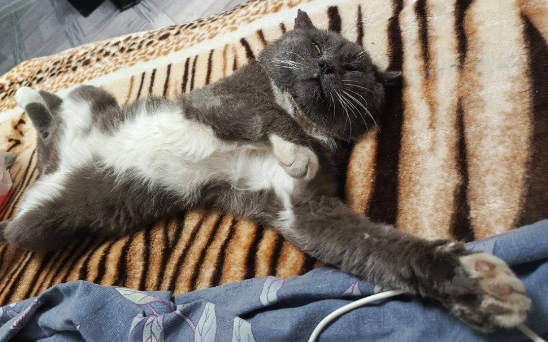 Пропала собака в Омске — фото объявления