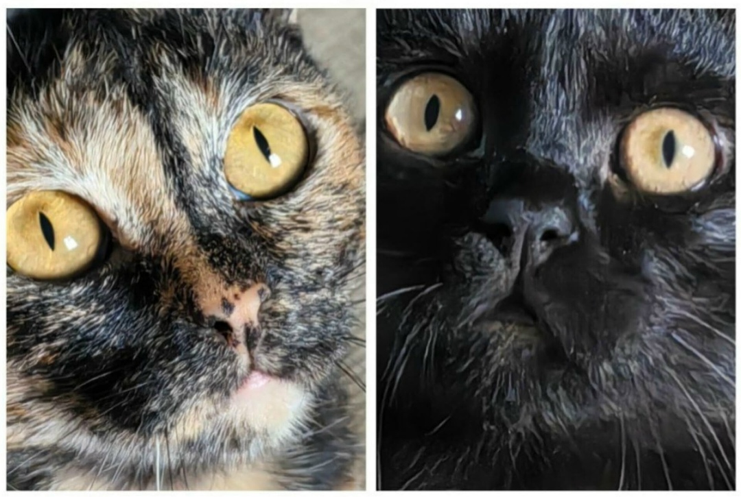 Найдена кошка в Омске — фото объявления