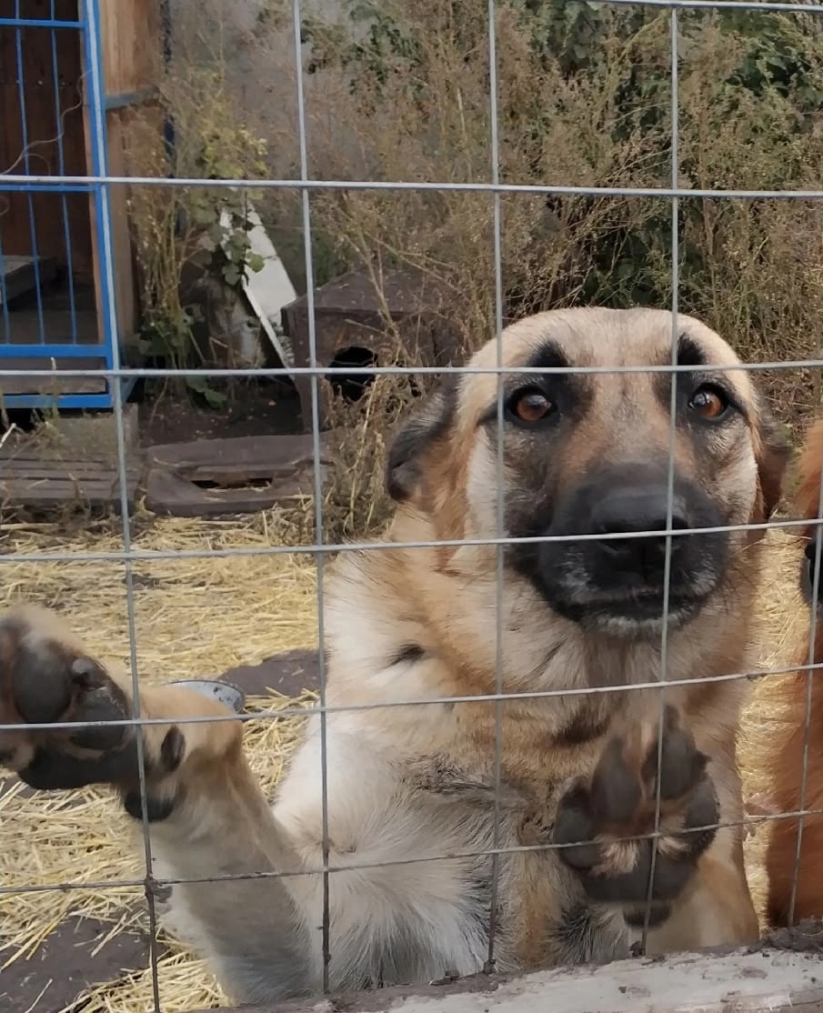 Пропала собака в Омске — фото объявления