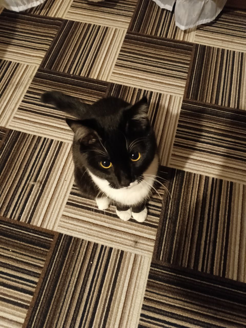 Найдена собака в Омске — фото объявления