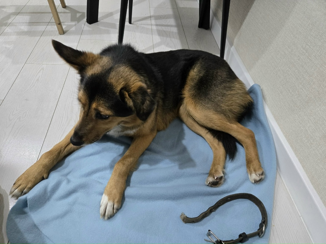 Найдена собака в Омске — фото объявления