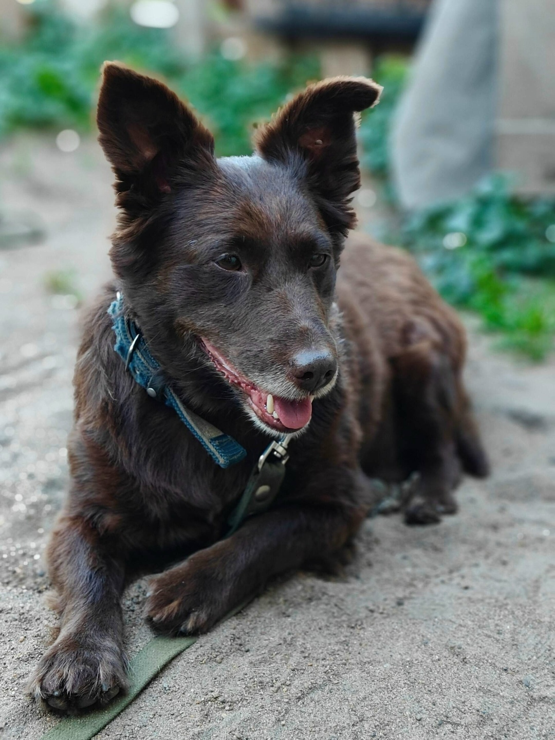 Найдена собака в Омске — фото объявления