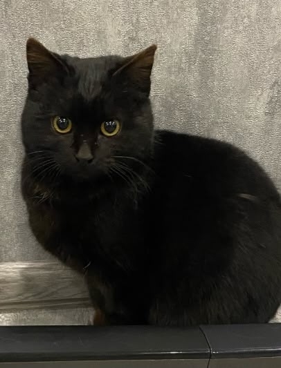 Найдена собака в Омске — фото объявления