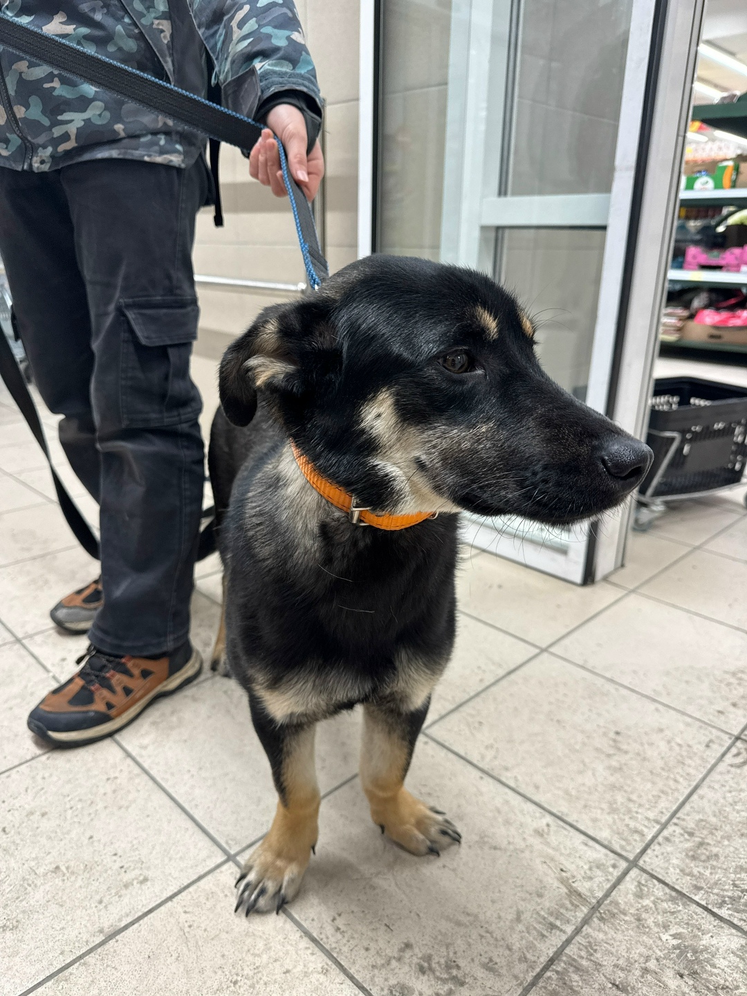 Найдена собака в Омске — фото объявления