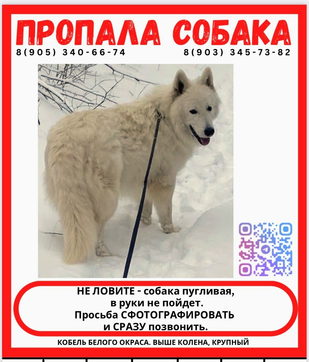 Пропала собака в Омске — фото объявления