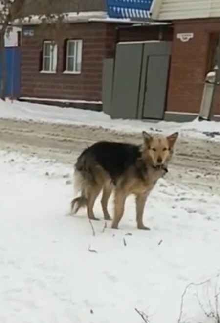 Пропала собака в Омске — фото объявления