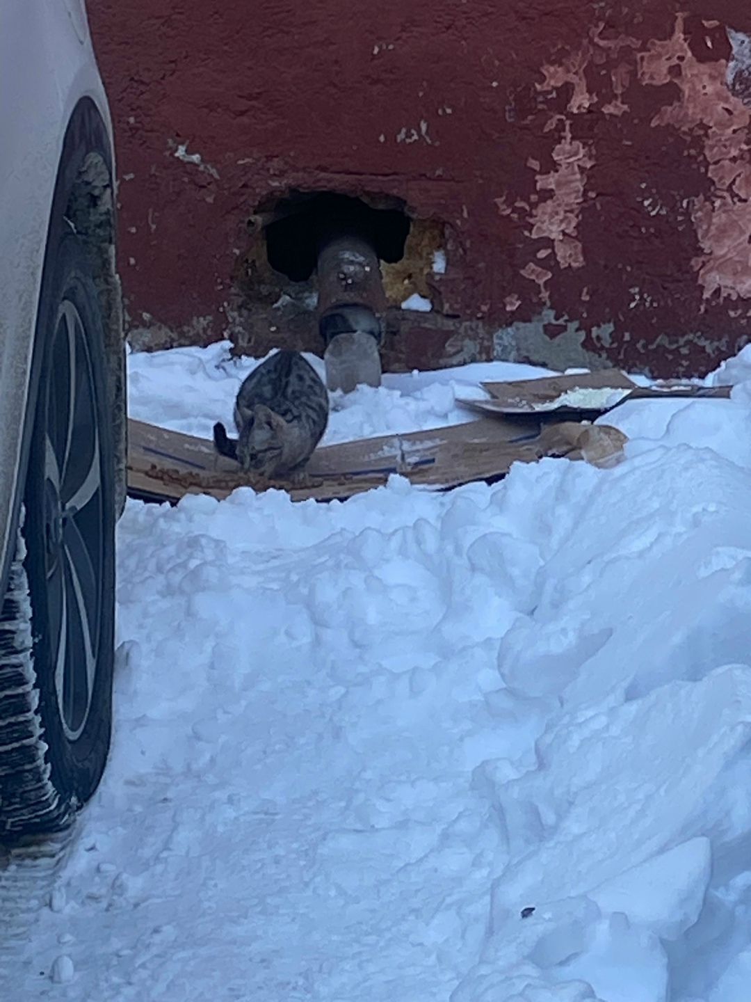 Найдена собака в Омске — фото объявления