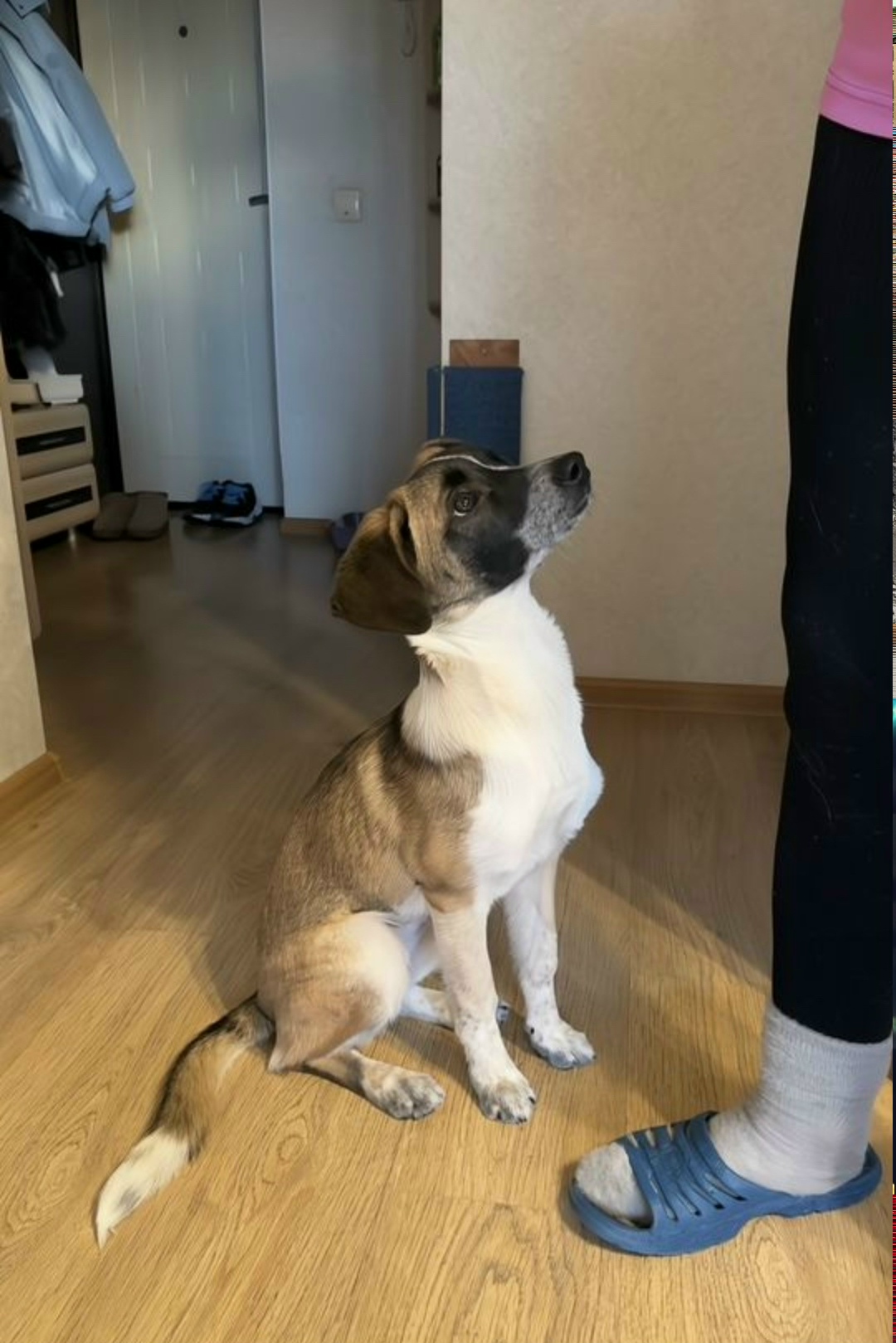 Найдена собака в Омске — фото объявления