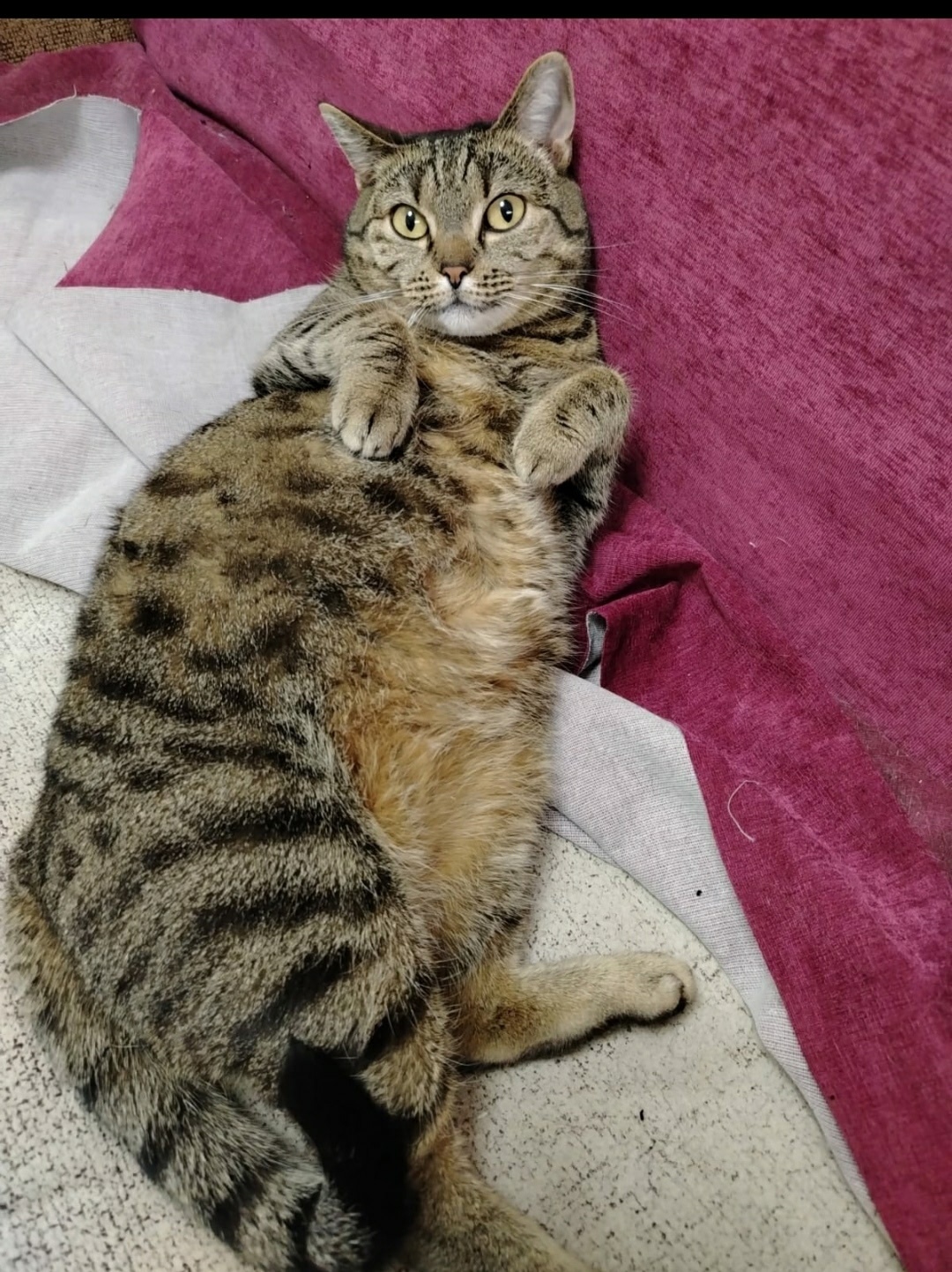 Найдена собака в Омске — фото объявления