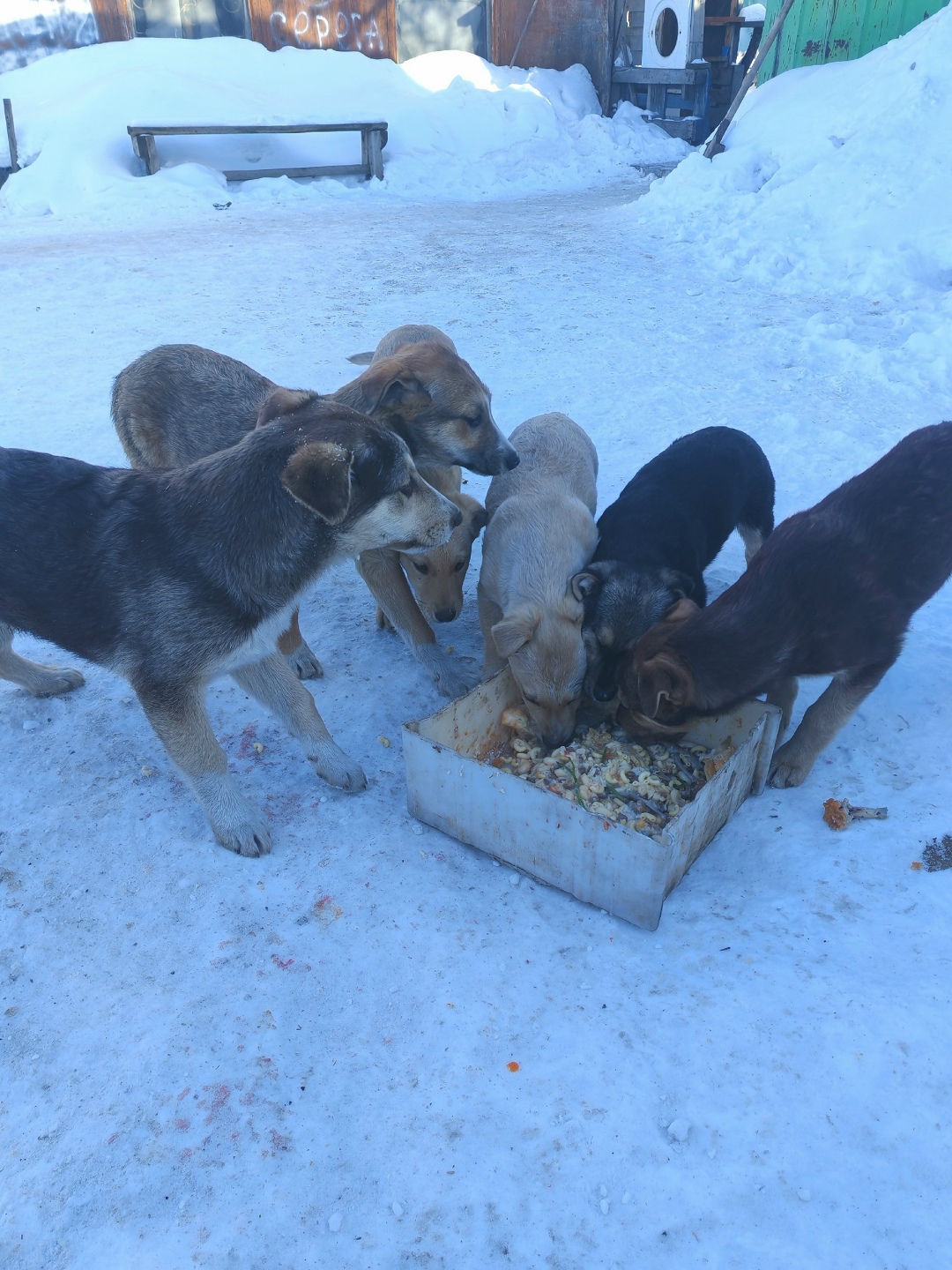Найдена собака в Омске — фото объявления