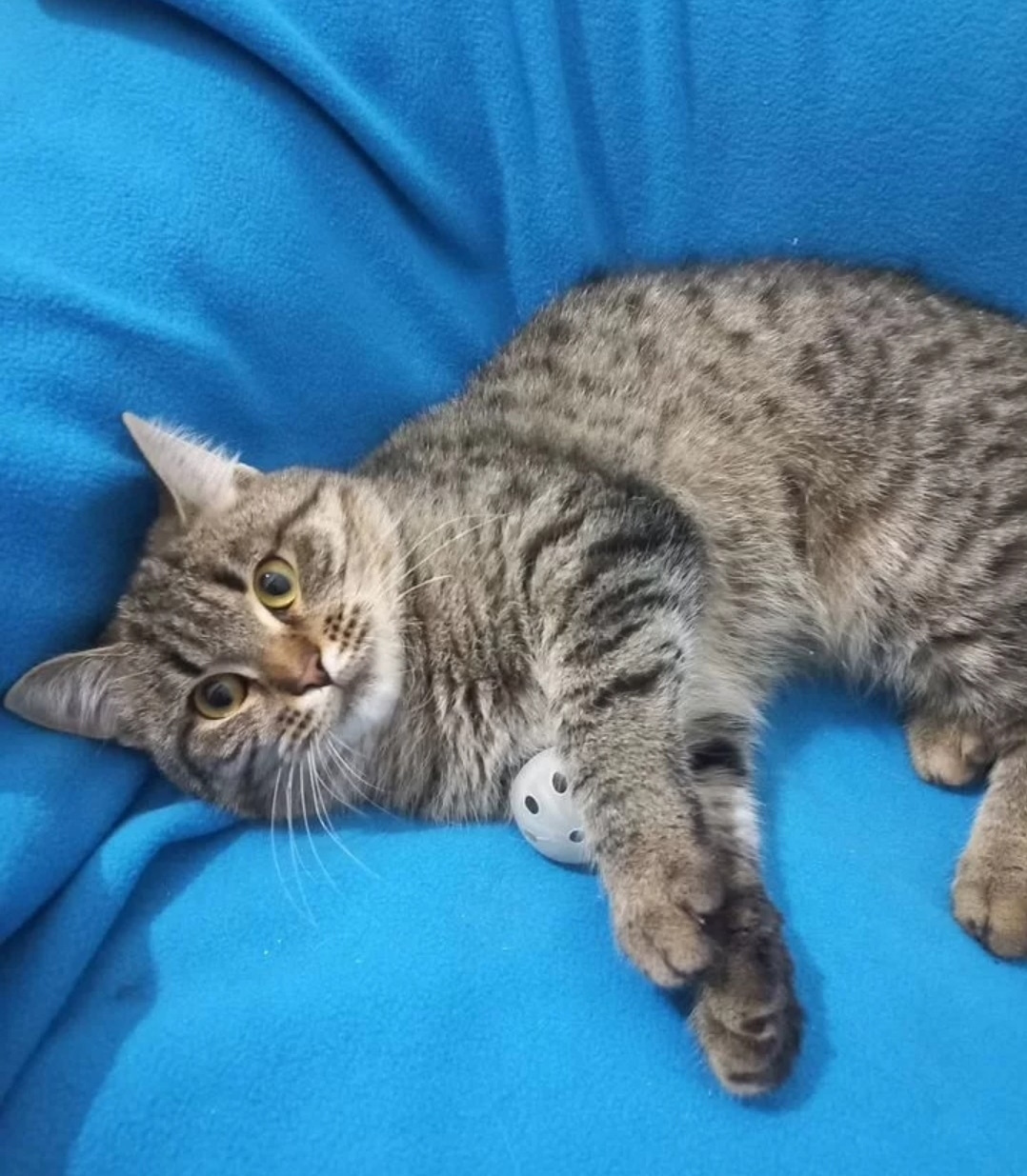 Найдена кошка в Омске — фото объявления