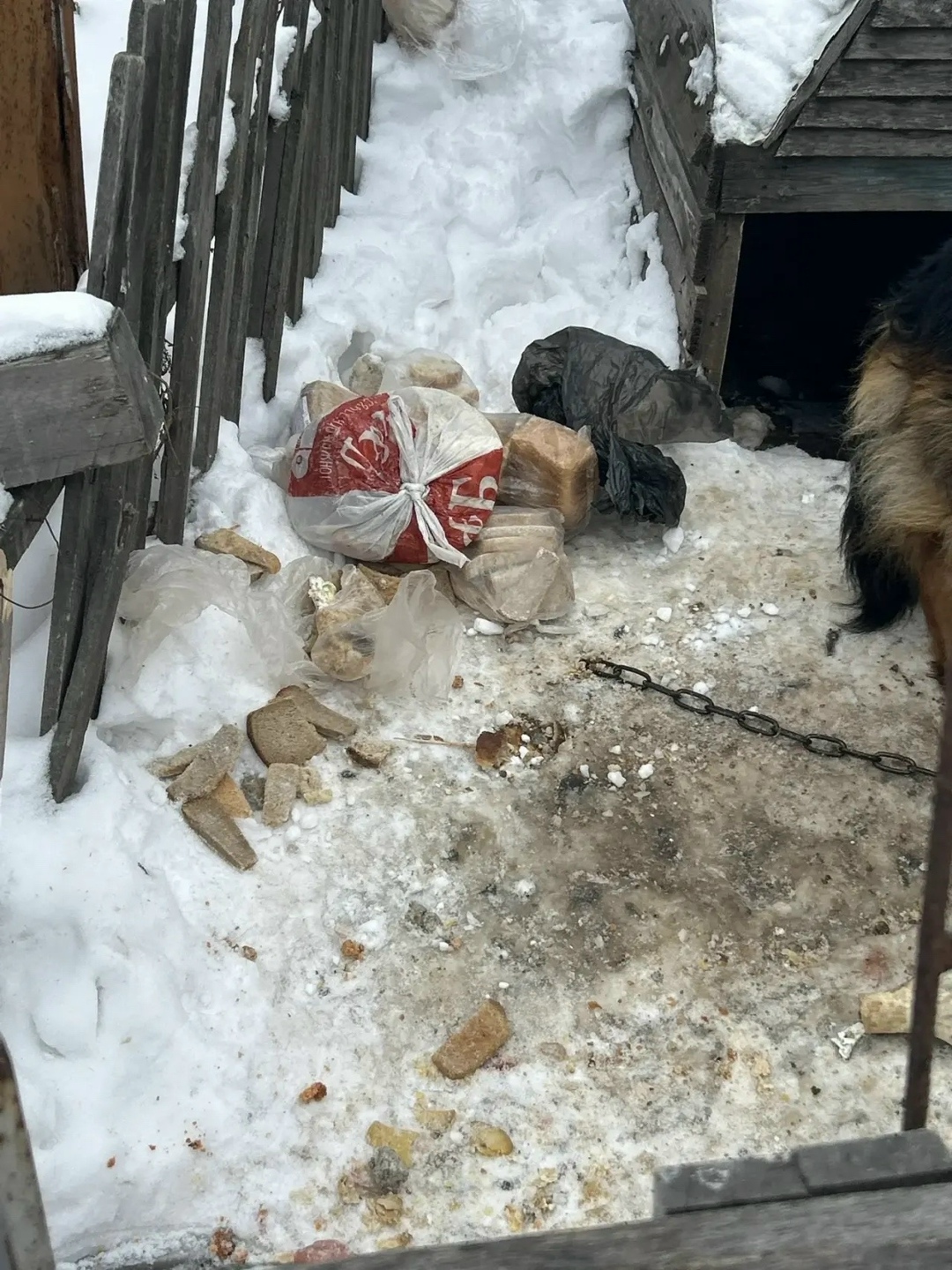 Найдена собака в Омске — фото объявления