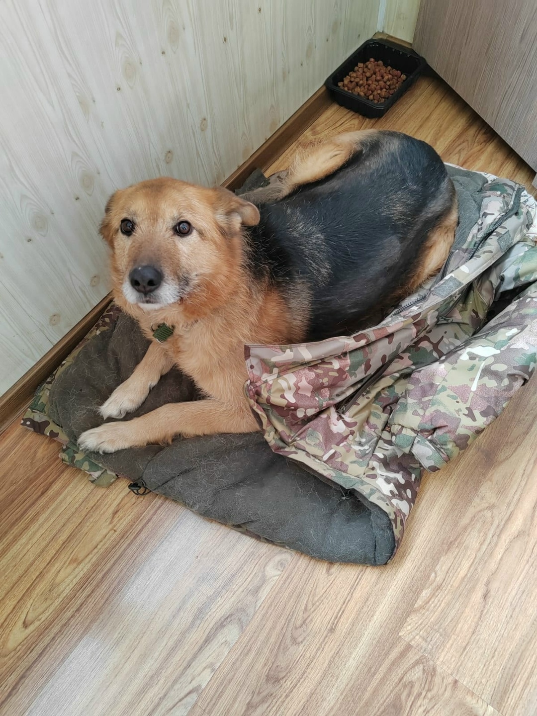 Пропала собака в Омске — фото объявления