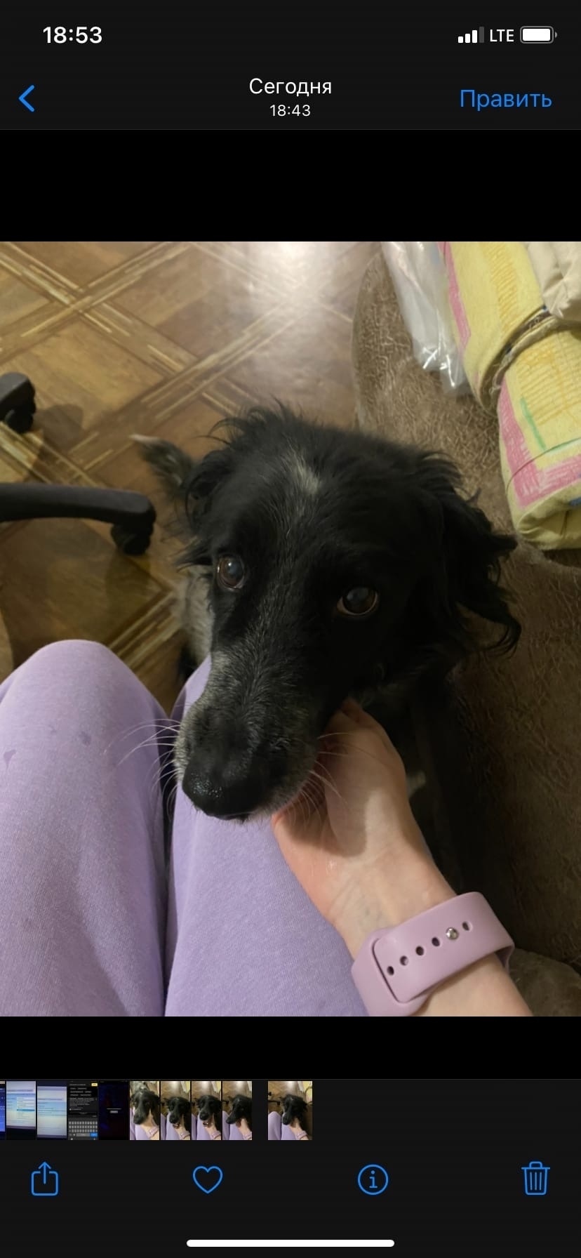 Пропала собака в Омске — фото объявления