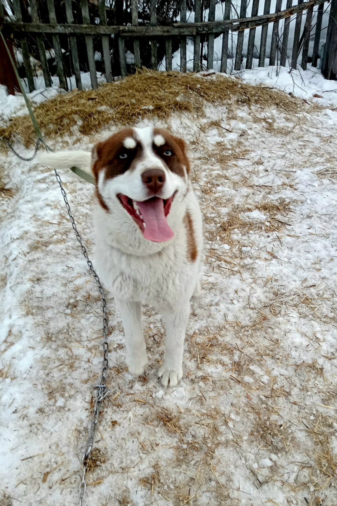 Найдена собака в Омске — фото объявления