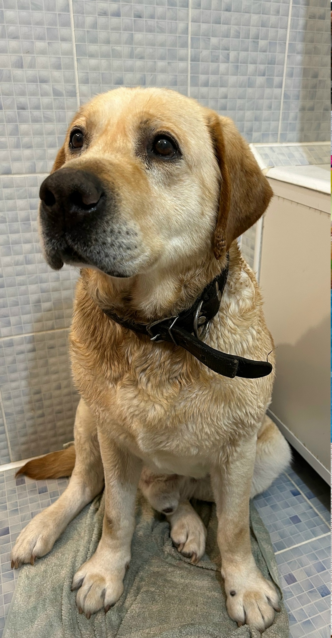 Найдена собака в Омске — фото объявления