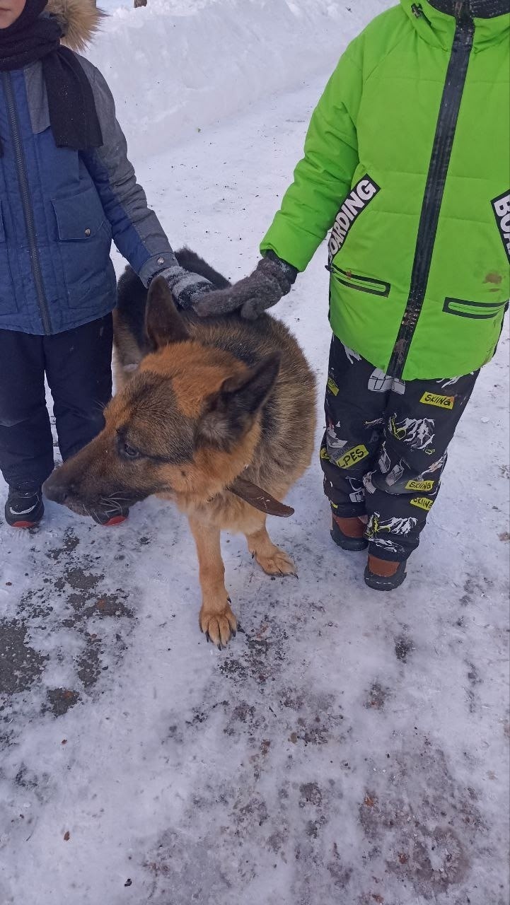 Пропала собака в Омске — фото объявления