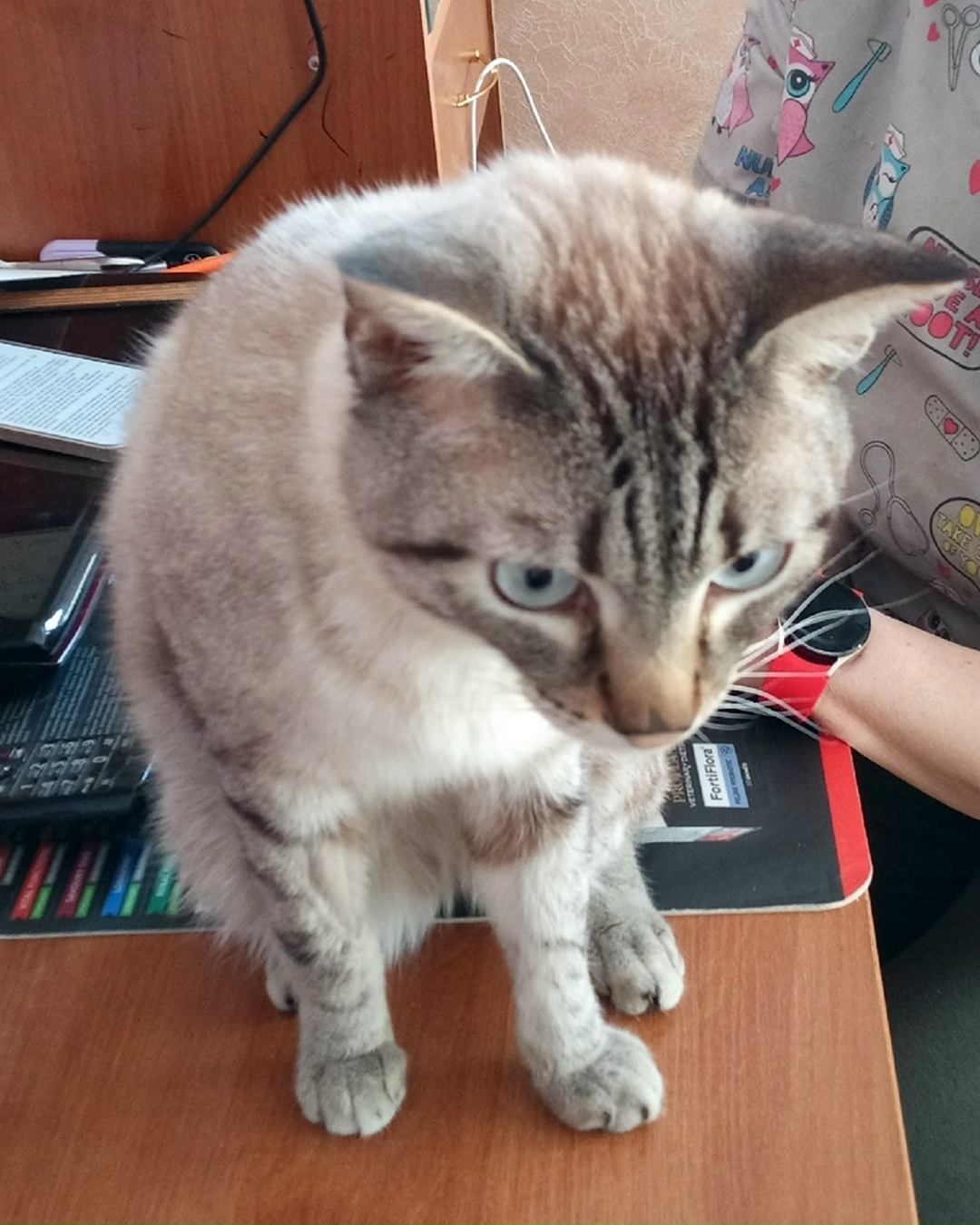 Найдена кошка в Омске — фото объявления