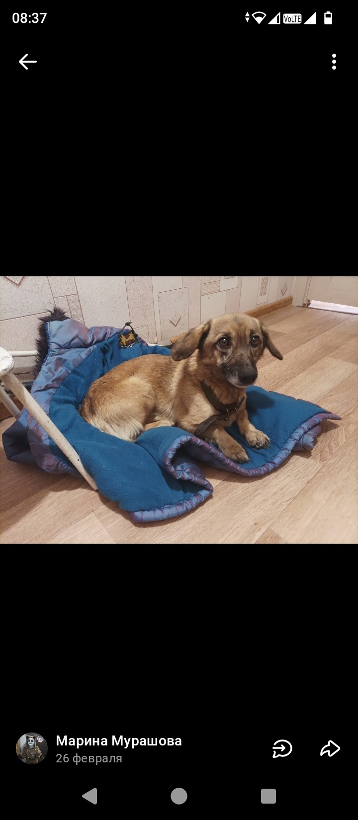 Найдена собака в Омске — фото объявления