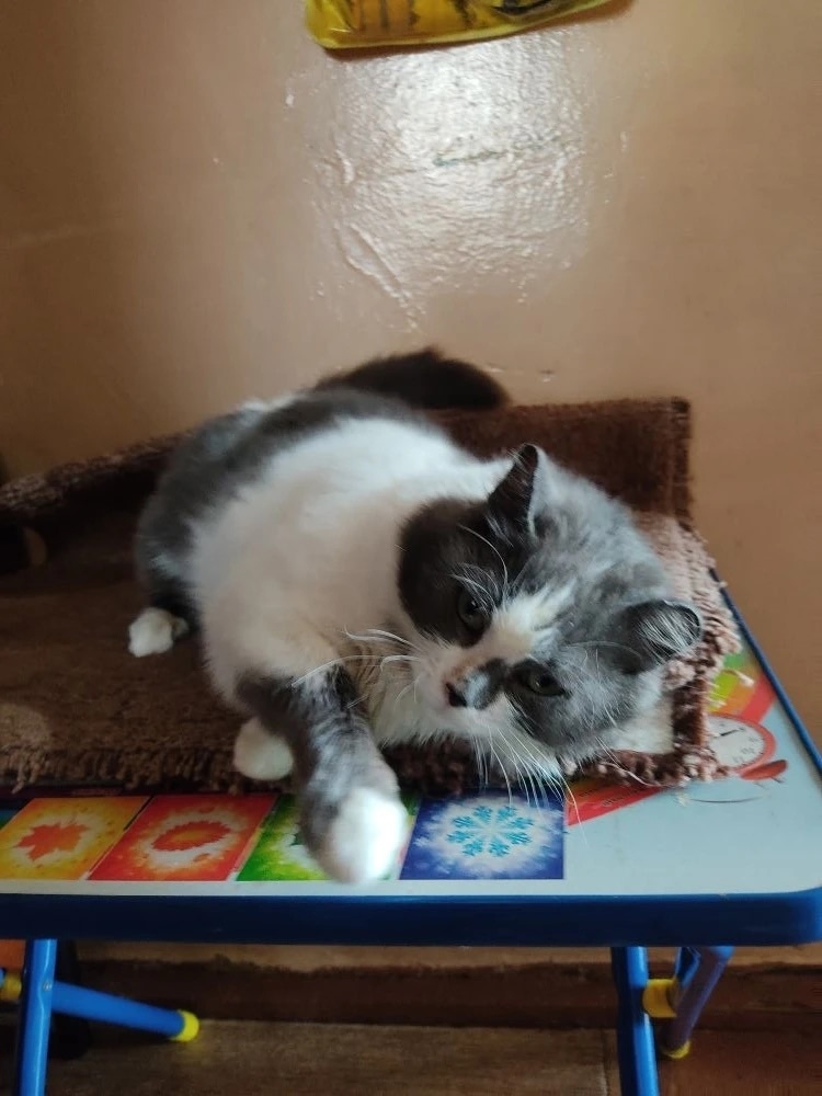 Найдена собака в Омске — фото объявления